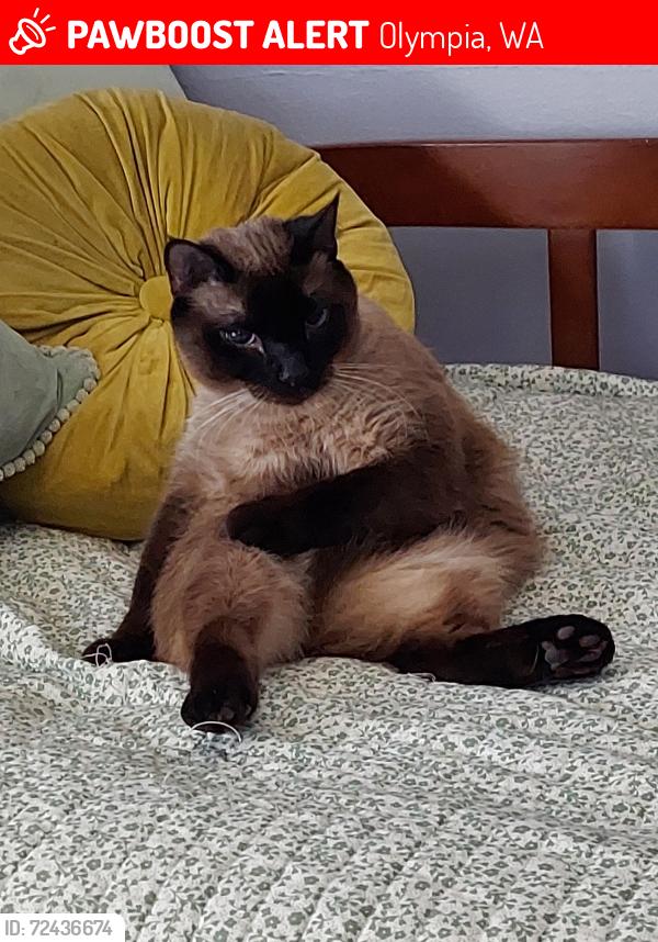 Lost Male Cat last seen Cain Road and McGrath Woods Park, Olympia, WA 98501