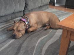Lost Male Dog last seen Half way down sugar loaf rd, Sevier County, TN 37865
