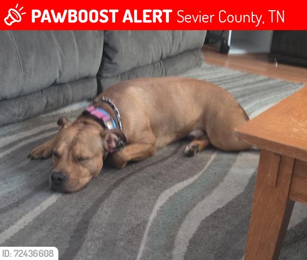 Lost Male Dog last seen Half way down sugar loaf rd, Sevier County, TN 37865