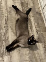 Lost Male Cat last seen Near and decker prairie , Pinehurst, TX 77362