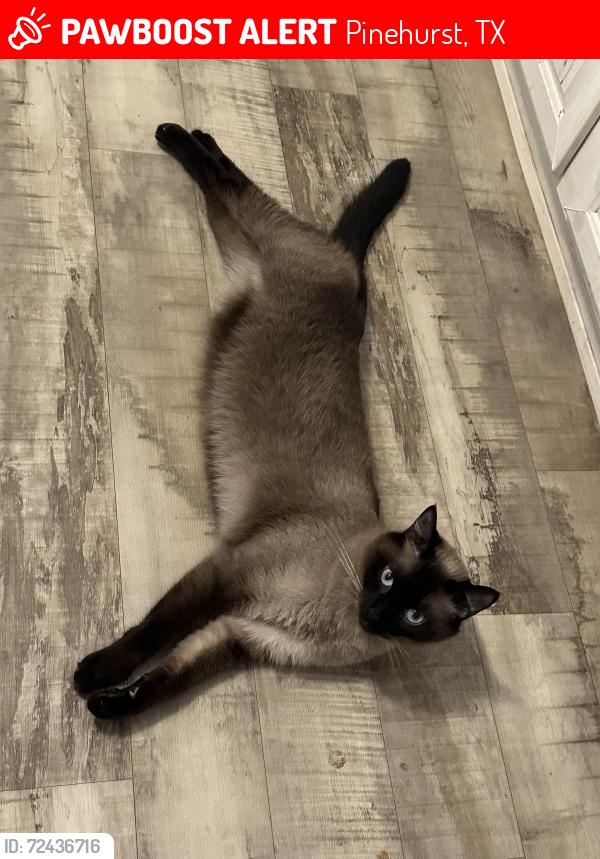 Lost Male Cat last seen Near and decker prairie , Pinehurst, TX 77362