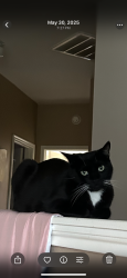 Lost Male Cat last seen Colony ridge , Dickinson, TX 77539