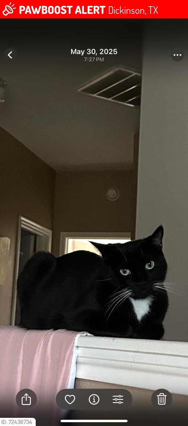 Lost Male Cat last seen Colony ridge , Dickinson, TX 77539
