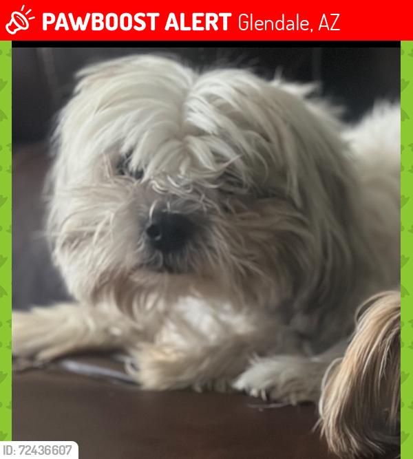 Lost Male Dog last seen 43rd ave & olive, Glendale, AZ 85302