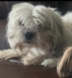 Lost Male Dog last seen 43rd ave & olive, Glendale, AZ 85302