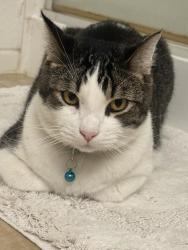 Lost Male Cat last seen Mountain Edge, Las Vegas. Cross streets Gomer & El Capitain, Enterprise, NV 89139
