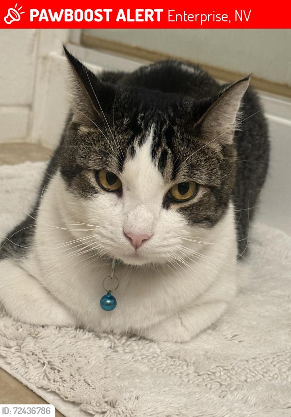 Lost Male Cat last seen Mountain Edge, Las Vegas. Cross streets Gomer & El Capitain, Enterprise, NV 89139