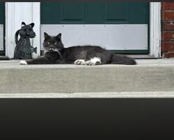 Lost Male Cat last seen Dorchester drive (Windsor Castle apmts), East Windsor, NJ 08512