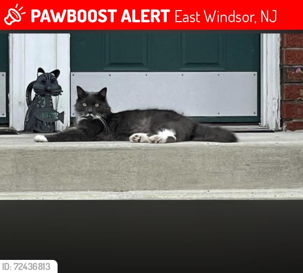 Lost Male Cat last seen Dorchester drive (Windsor Castle apmts), East Windsor, NJ 08512