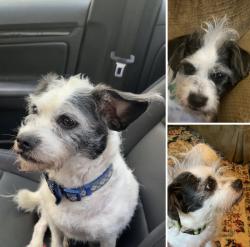 Lost Male Dog last seen Dodd Road, between Publix Supermarket and Hope Animal Clinic area, Bessemer, AL 35022
