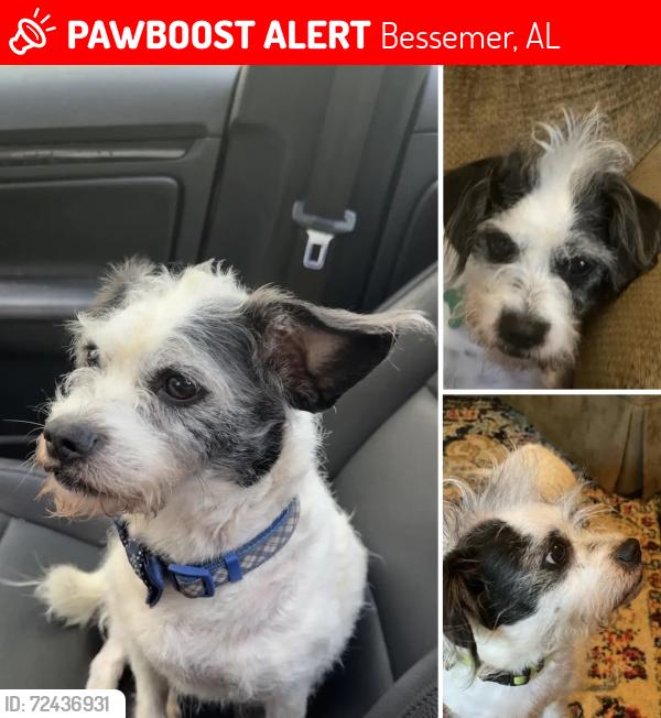 Lost Male Dog last seen Dodd Road, between Publix Supermarket and Hope Animal Clinic area, Bessemer, AL 35022