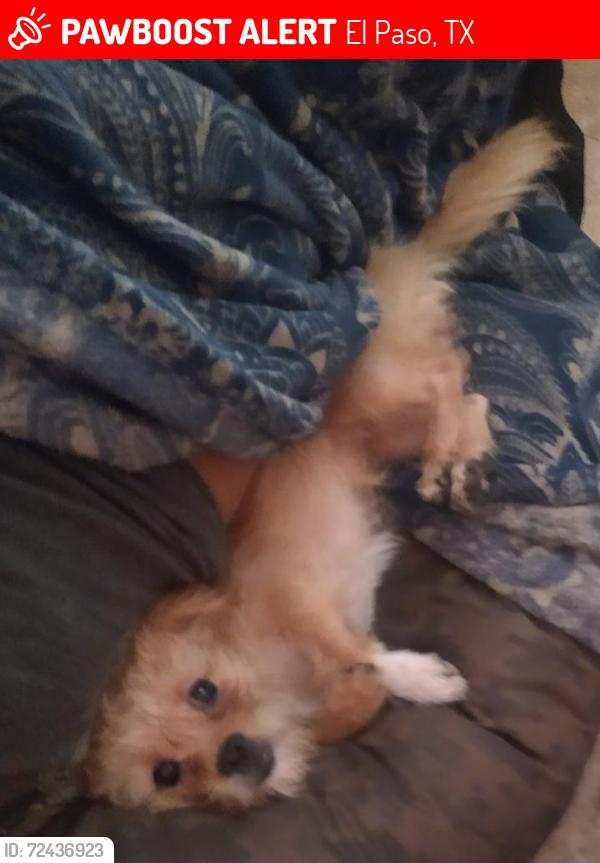 Lost Female Dog last seen Golf course , El Paso, TX 79936