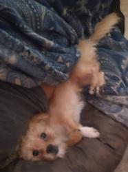 Lost Female Dog last seen Golf course , El Paso, TX 79936