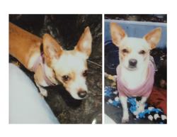 Lost Female Dog last seen Near S Adams St #99201, Spokane, WA 99201, Spokane, WA 99260
