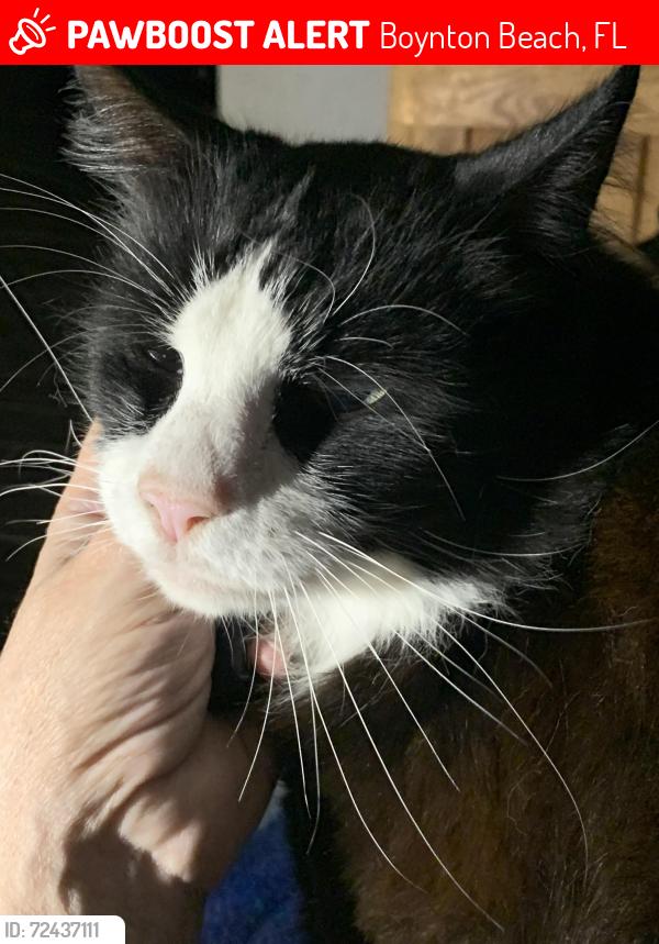 Lost Male Cat last seen Woodbright and 20th ave, Boynton Beach, FL 33426