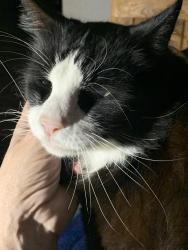 Lost Male Cat last seen Woodbright and 20th ave, Boynton Beach, FL 33426