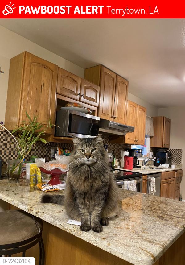Lost Female Cat last seen Near Farmington place , Terrytown, LA 70056