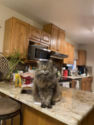 Lost Female Cat last seen Near Farmington place , Terrytown, LA 70056