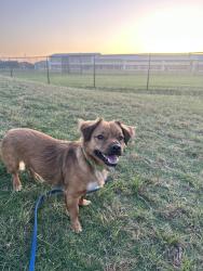 Lost Male Dog last seen Near Red Rock Ranch Rd Red Rock, TX 78662 United States, Red Rock, TX 78662