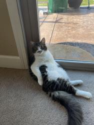 Lost Male Cat last seen In the neighborhood of Fox Springs Way, Elk Grove, CA 95624