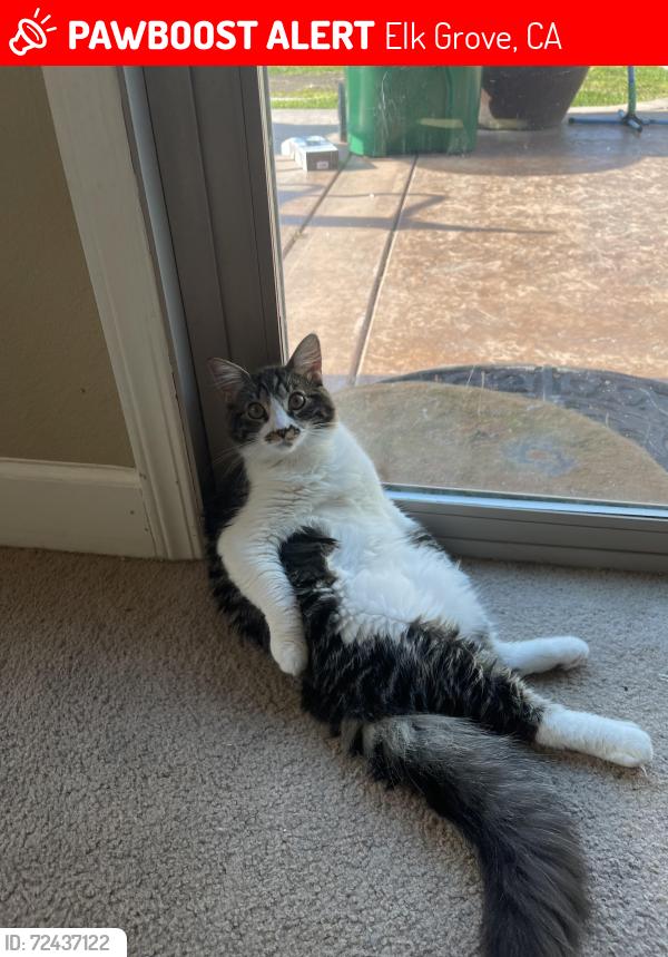 Lost Male Cat last seen In the neighborhood of Fox Springs Way, Elk Grove, CA 95624