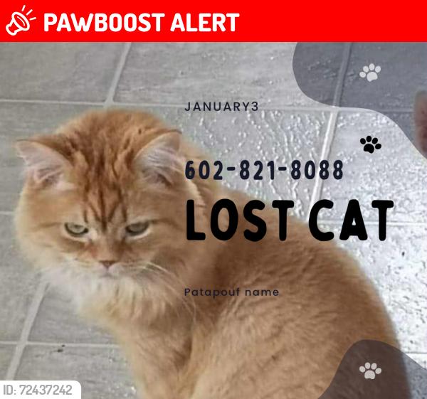 Lost Male Cat last seen fifth Avenue Apache Junction, Apache Junction, AZ 85220