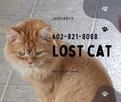 Lost Male Cat last seen fifth Avenue Apache Junction, Apache Junction, AZ 85220