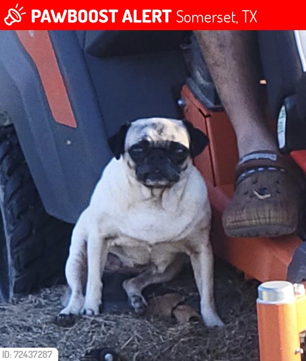 Lost Female Dog last seen Near webb rd somerset texas 78069, Somerset, TX 78069