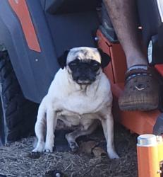 Lost Female Dog last seen Near webb rd somerset texas 78069, Somerset, TX 78069