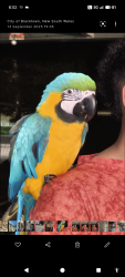 Lost Male Bird last seen Daniels road hebersham , Hebersham, NSW 2770