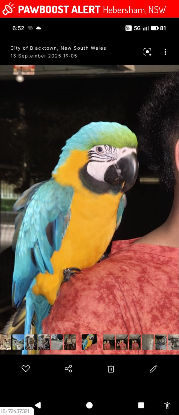 Lost Male Bird last seen Daniels road hebersham , Hebersham, NSW 2770