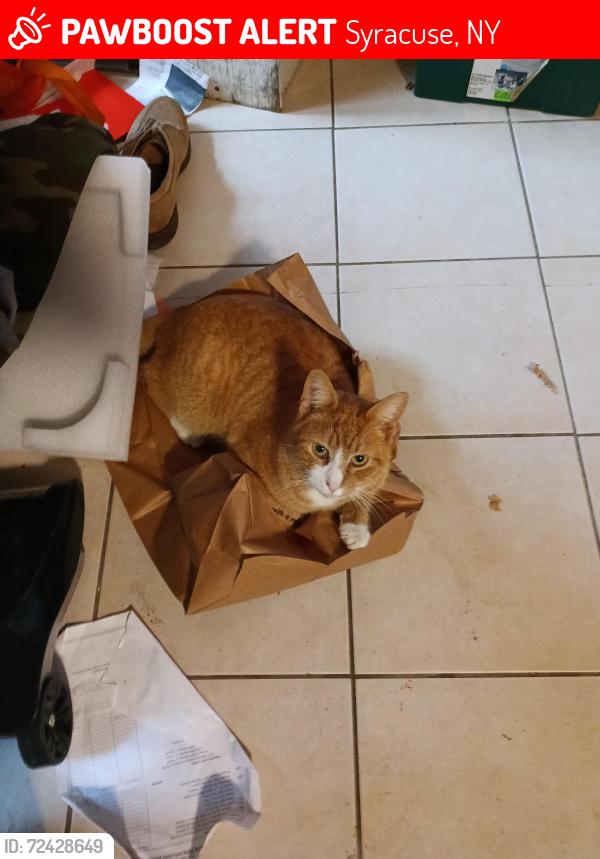 Lost Male Cat last seen Lamson St. and Tyson Place, Syracuse, NY 13206