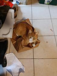 Lost Male Cat last seen Lamson St. and Tyson Place, Syracuse, NY 13206