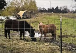 Lost Male Horse last seen County road 2730 , Farmersville, TX 75442