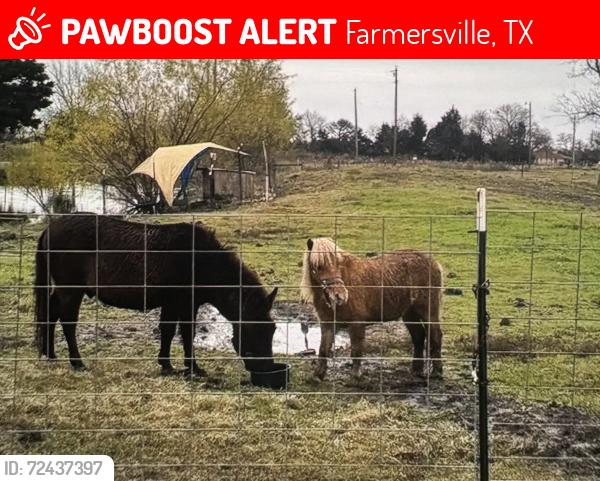 Lost Male Horse last seen County road 2730 , Farmersville, TX 75442