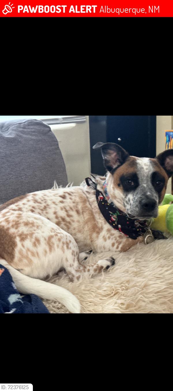 Lost Male Dog last seen Tulane, Albuquerque, NM 87102