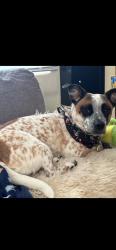 Lost Male Dog last seen Tulane, Albuquerque, NM 87102