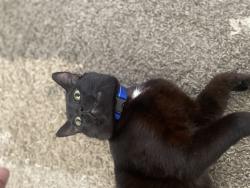 Lost Male Cat last seen Wild flower greenway trail ( 89ave /126st , Surrey, BC V3V 6H7
