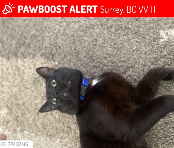 Lost Male Cat last seen Wild flower greenway trail ( 89ave /126st , Surrey, BC V3V 6H7