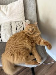 Lost Male Cat last seen Rossmoor s, Los Alamitos, CA 90720