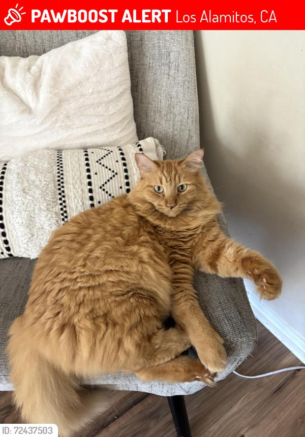 Lost Male Cat last seen Rossmoor s, Los Alamitos, CA 90720