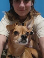 Lost Male Dog last seen I27, Happy, TX 79042