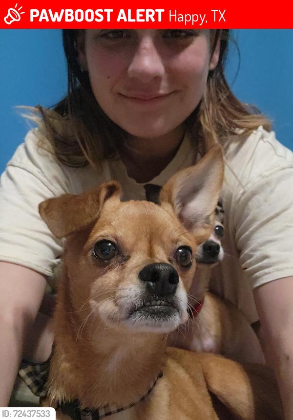 Lost Male Dog last seen I27, Happy, TX 79042