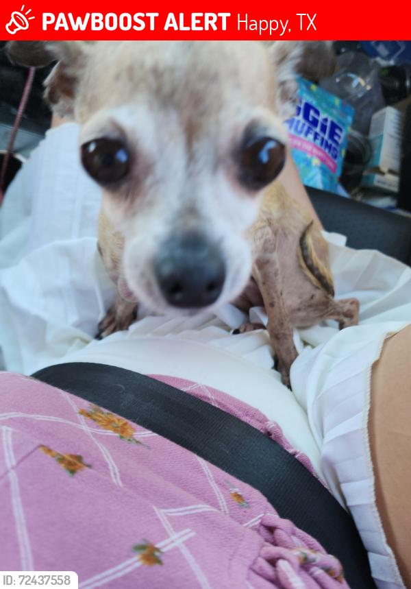Lost Female Dog last seen I27, Happy, TX 79042