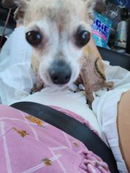Lost Female Dog last seen I27, Happy, TX 79042