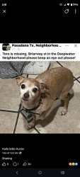 Lost Male Dog last seen  Briarway , Pasadena, TX 77503