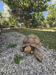 Lost Male Reptile last seen Swan ave & carmelite st, swan park, Port St. Lucie, FL 34983