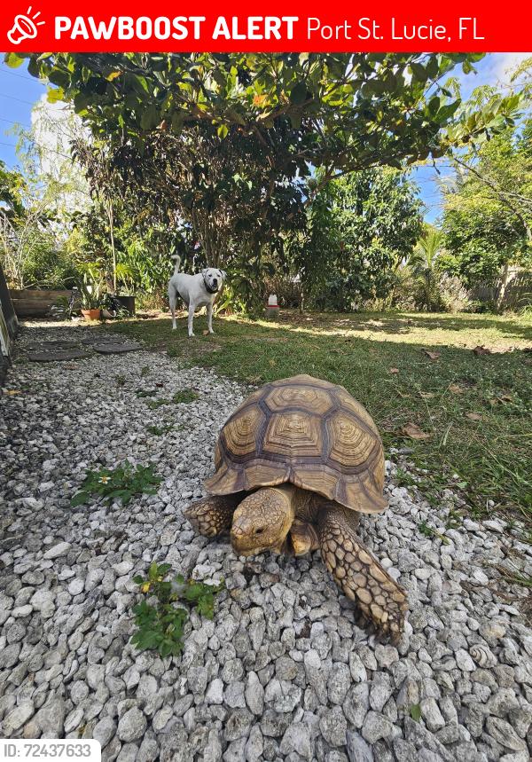 Lost Male Reptile last seen Swan ave & carmelite st, swan park, Port St. Lucie, FL 34983