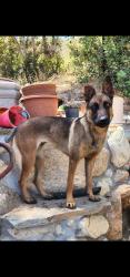 Lost Female Dog last seen Amar Rd. and Lidford Ave, La Puente, CA 91744