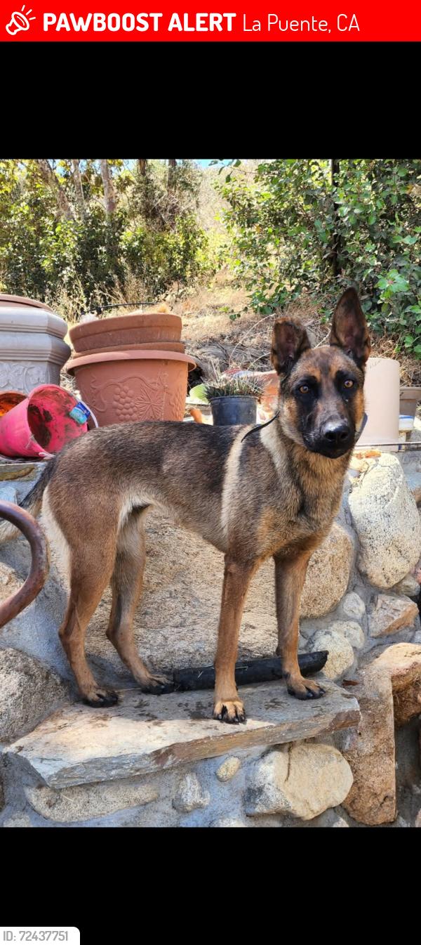 Lost Female Dog last seen Amar Rd. and Lidford Ave, La Puente, CA 91744